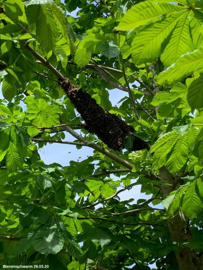 Bienenschwarm am Spielplatz